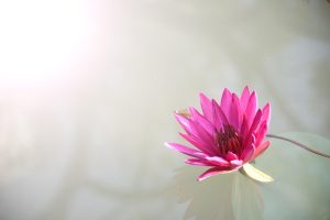 Complete Lotus365 Review 2026: Bonus, App, Withdrawal Tested